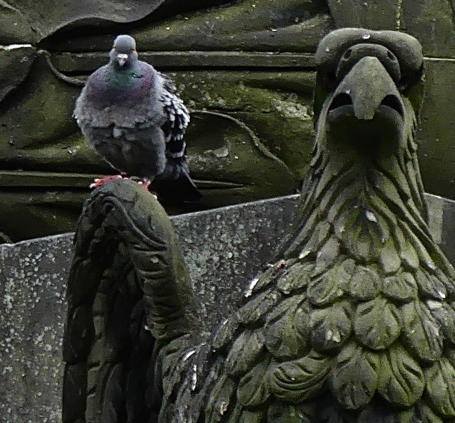 EdinDailyDoo's tweet photo. The rarely photographed Don Sinclair, capo of the St Andrew Square mob. He never goes anywhere without Mr Chuckles as wingman. #edinburgh #pigeon #mafia https://t.co/T9Xkzer1l4