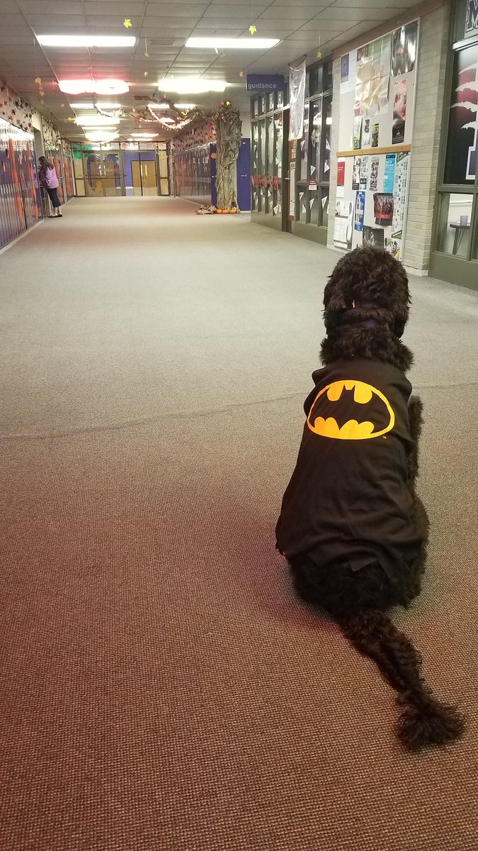 BatDog to the therapy rescue! 🦇🐾