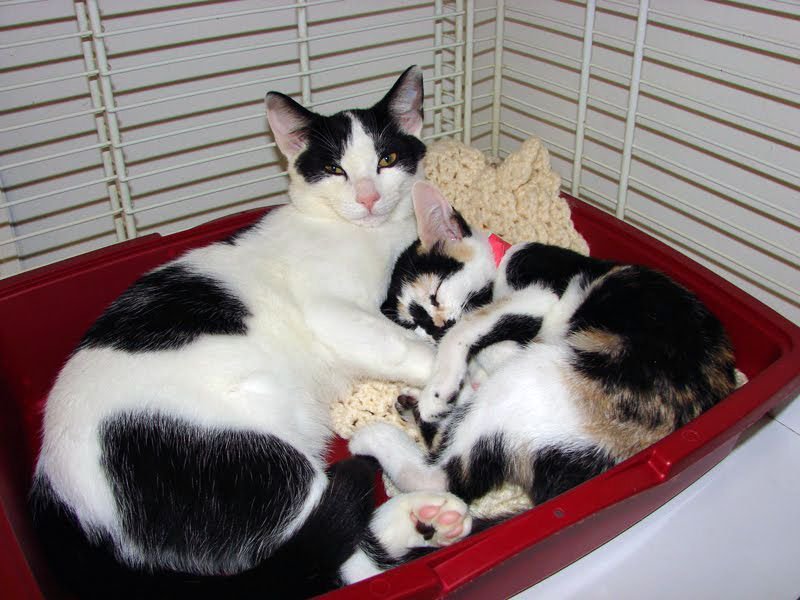 did you know i am TEN? this is me when i was jut a BABY living in the shelter. i was a good boy even back then because i tried to comfort the younger kittens. 

#ThrowbackThursday #CatsOfTwitter