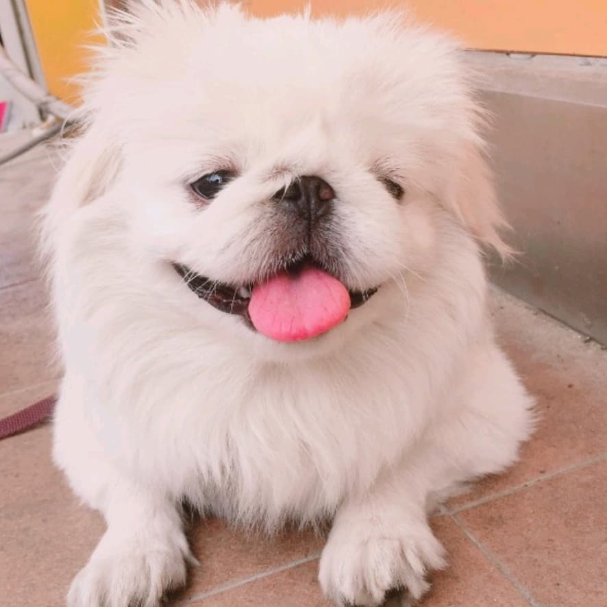 mont_brazil's tweet photo. [#PUSTAGRAM | 27.09.2018]
De bom humor 😝😛 #뿌스타그램 #뿌딩 #페키니즈 #PuStar
#Pustargram #dog #dogstargram #Pequinês https://t.co/mGrP8Dg0Vv