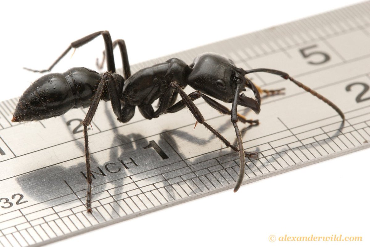 What's the largest ant in the world? A GI-ANT! Thanks
