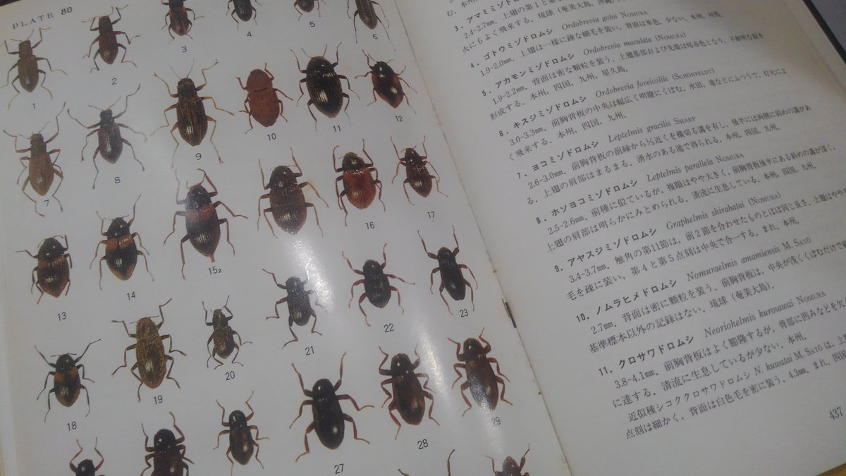 オイカワ丸 V Twitter 保育社の原色甲虫図鑑 1985年 ふつうに考えてこのクオリティ そしてこの網羅率はすごすぎる オイカワ丸 V Twitter 保育社の原色甲虫図鑑 1985年 ふつうに考えてこのクオリティ そしてこの網羅率はすごすぎる