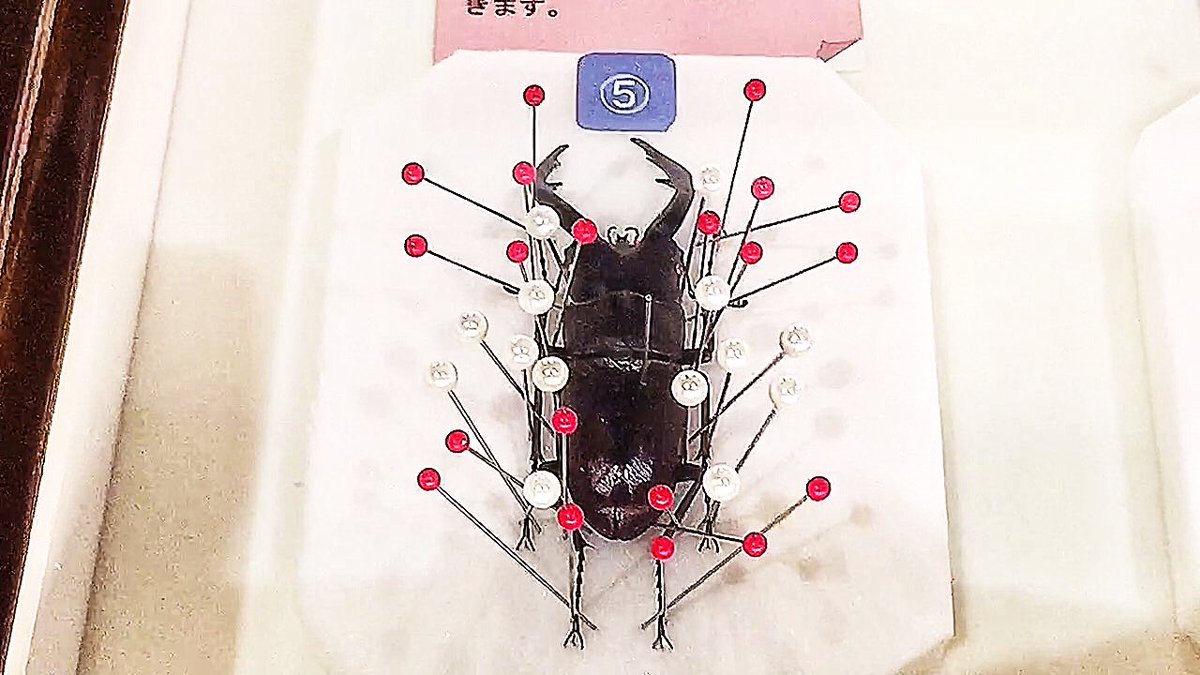 神威龍牙 世界初 車椅子 特撮 アーティスト フォロバ100 T Co Wjthk0njal カブトムシ クワガタ 標本の作り方 これで ヘラクレスオオカブト も 標本が作れる 神威龍牙 Superbest カブトムシ クワガタ ヘラクレスオオカブト 標本 神威龍牙 世界初 車椅子 特撮 アーティスト フォロバ100 T Co Wjthk0njal カブトムシ クワガタ 標本の作り方 これで ヘラクレスオオカブト も 標本が作れる 神威龍牙 Superbest カブトムシ クワガタ ヘラクレスオオカブト 標本