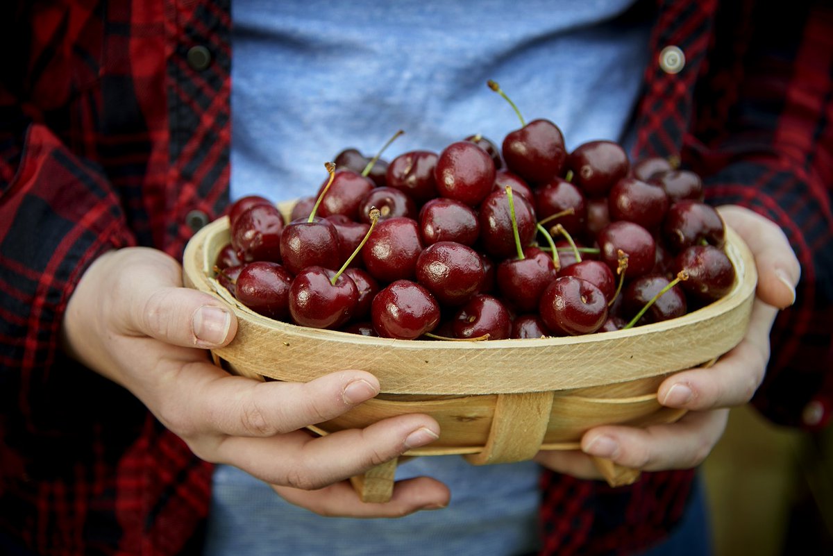 Cherries can be stored around the freezing point, at the highest possible relative humidity. CA has positive effects on the storability of cherries; lowering O2 content to a level of 3 to 10% increases the retention of firmness. Contact us! van-amerongen.com/en/cherry-stor…
