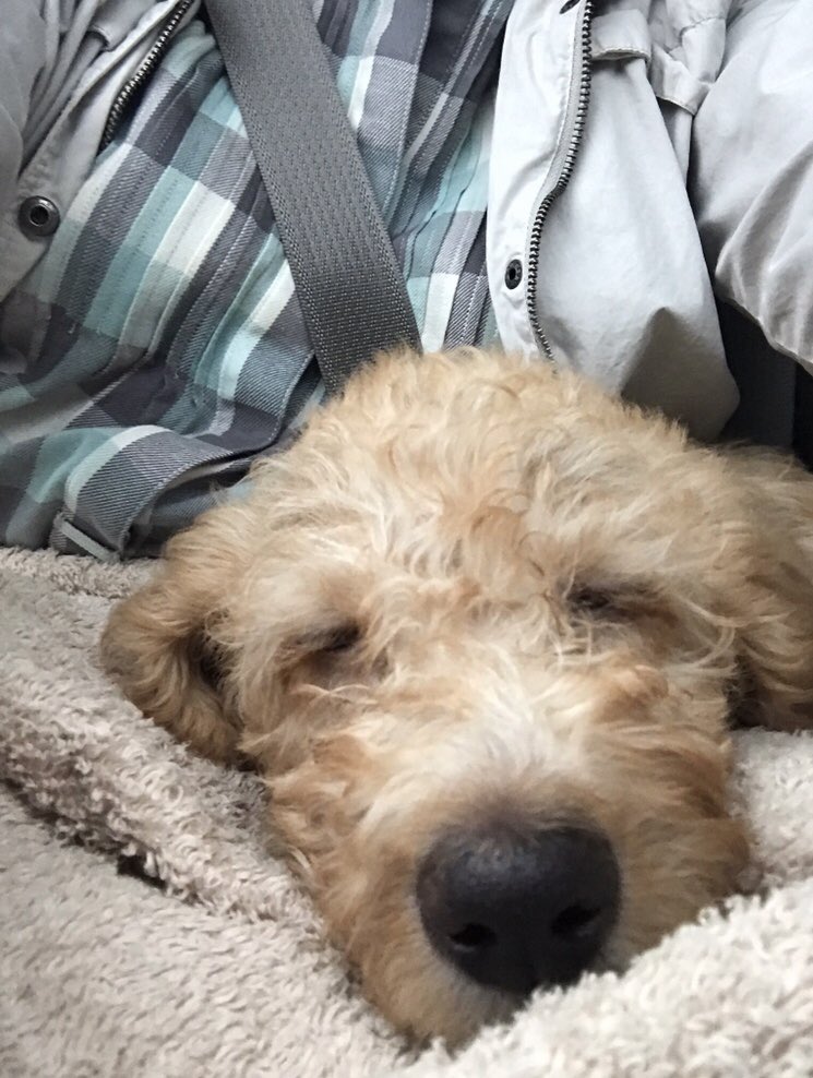 OUAGDBooks's tweet photo. My squishy sister’s boopable nose. This was her ride to her furever home! 🐾❤️ My book is just a few short weeks from being released! I hope you all will take the time to visit my website (in bio) to learn more!
#dogsforacause #charity #puppies #labradoodle #childrensbooks https://t.co/bos4bGBFON
