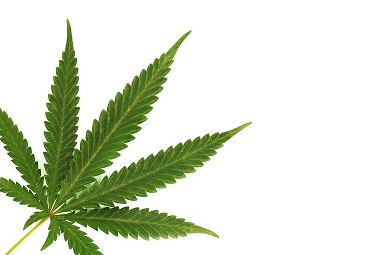 CBD International tweet media