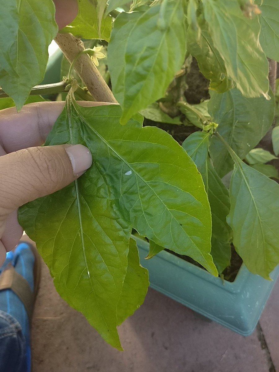 MircheesSeth's tweet image. Latest twin leaf in the #BhutJolokia chilli plant