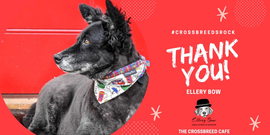 TheDogvine's tweet photo. Someone will be looking stylish if they win one of the @ElleryBow bandana raffle prizes at the first-ever #crossbreedcafe on Sunday! Thank you for your suppawt #ellerybow โค๏ธ#crossbreedsrock https://t.co/MKxcSSkLTX
