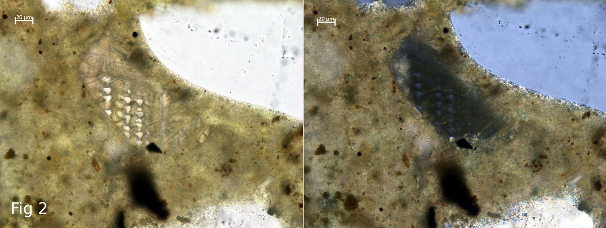 RSKPetrography's tweet photo. We could use some help with today's #ThinSectionThursday. Have a look at these mystery objects in a render sample. We have a suspicion about Fig 1 but, Fig 2 is nothing we can explain. Both are in shown in PPL and XPL. Any ideas, #petrographers? #render #petrography https://t.co/qXIhOYsIB3
