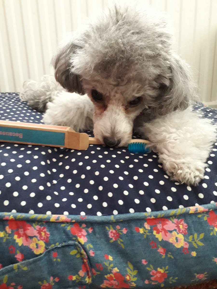 Violet is so happy with her @Butternutbox gift she's trying it out already! 
#butternutter #cleanteeth #dogsoftwitter #poodle #silverpoodle