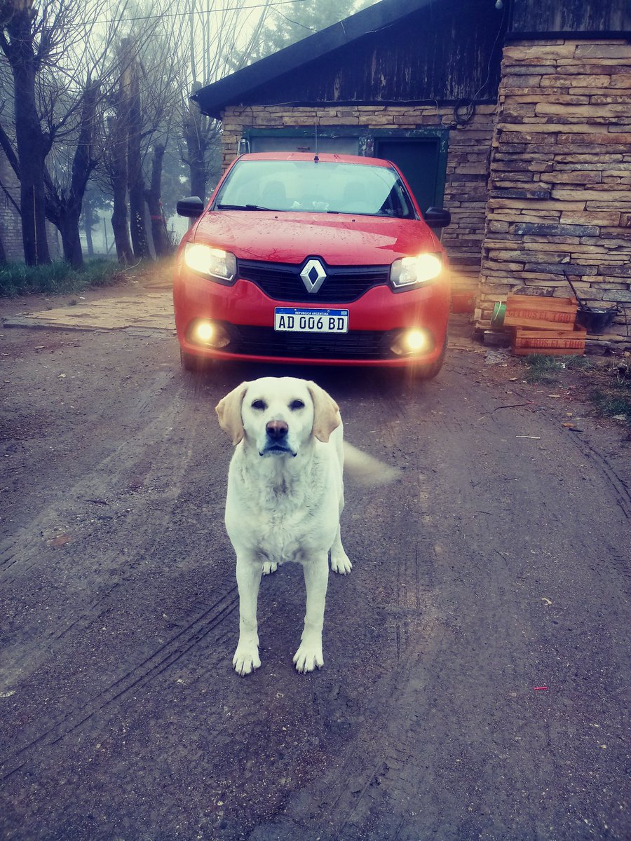 bergenfeld_abi's tweet image. Mis dos cositas hermosas😍💞 #NoMeDejaSacarFotos #Rojito #Gala #Amores