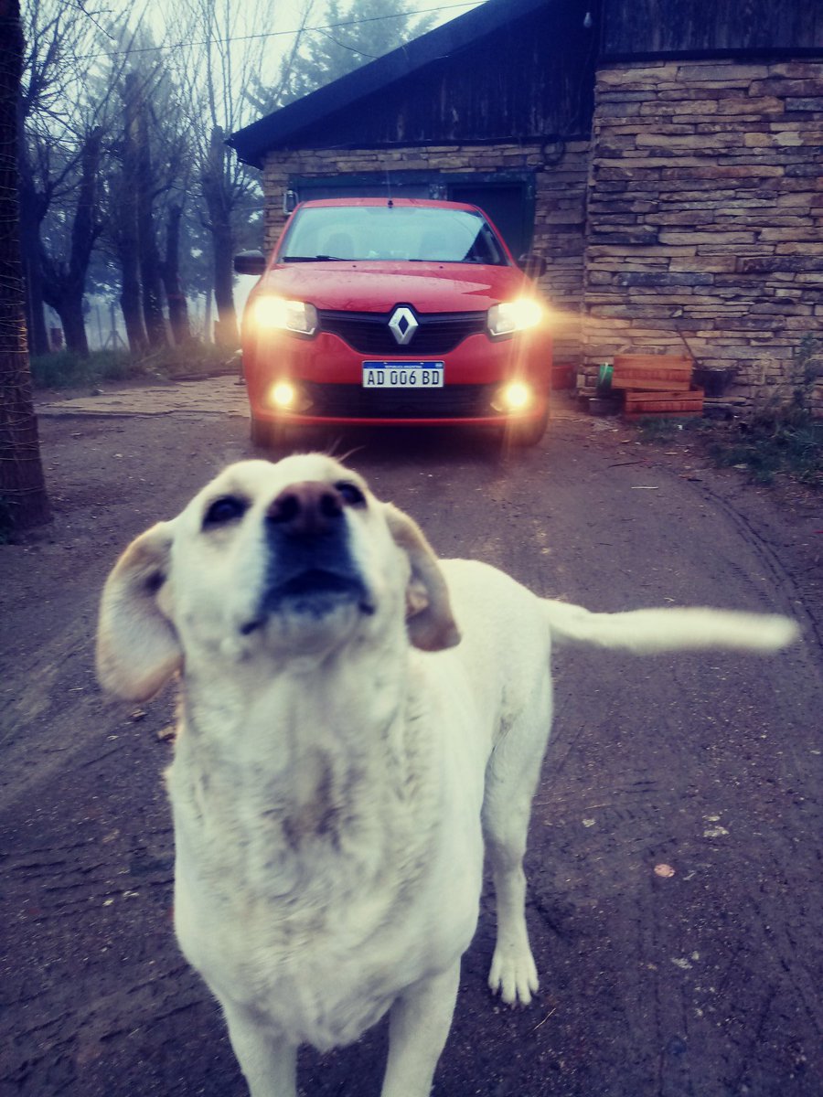 bergenfeld_abi's tweet image. Mis dos cositas hermosas😍💞 #NoMeDejaSacarFotos #Rojito #Gala #Amores