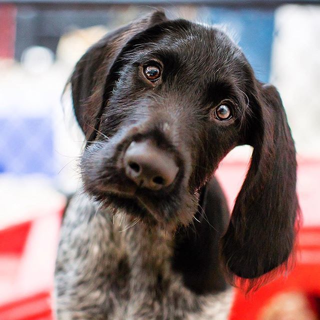 PetVetOnPatton's tweet photo. What if I never find out who’s a good boy? 🤔
🐶: Ruger
#thursdaythoughts #doglife
.
.
.
.
.
#petvetonpatton #fotobycoco #asheville #ashevilledog #828isgreat #doggiedaycare #theweekoninstagram #dogoftheday #livecolorfully #pupstagram #dailyfluff #dailybarker #dogscorner #ruffp… https://t.co/XemIfYJGKn