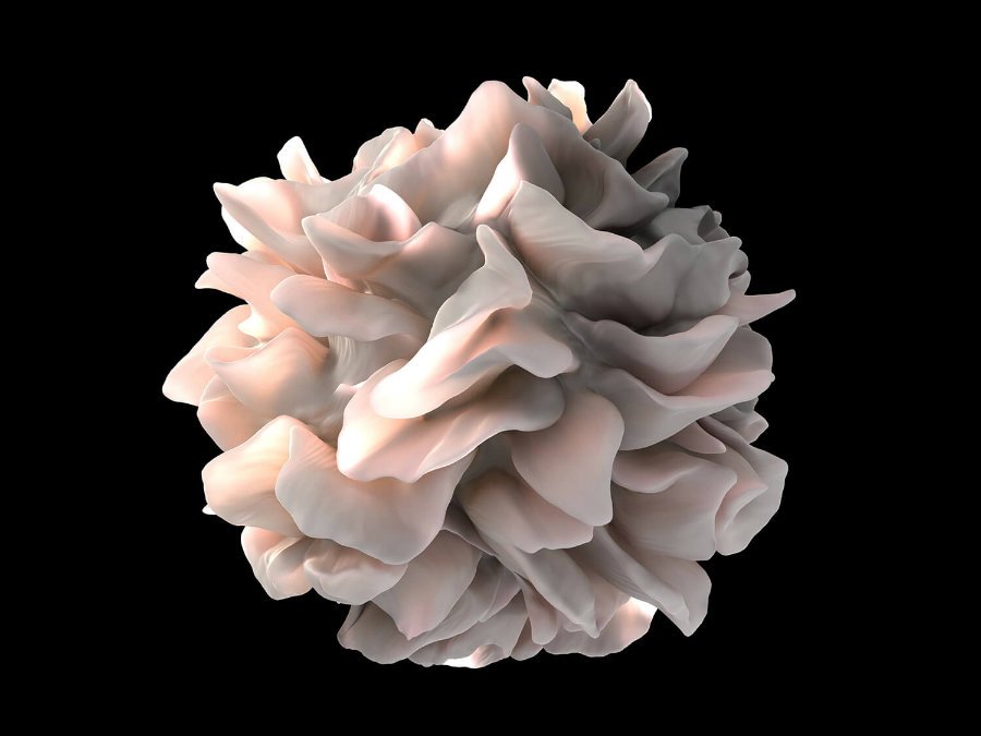 clinicalmeets's tweet photo. Gain Knowledge on Cancer ... ClinicalOncology :- https://t.co/LGZ9jpZAat
Stimulating the Immune System Shrinks Some Slow-Growing #Lymphomas.
#Causes_of_cancer #CancerMetastasis #OrganSpecificCancer #BloodCancer #LungCancer #BloodCancer #SkinCancer #Melanomas https://t.co/uTQzkxJkKu