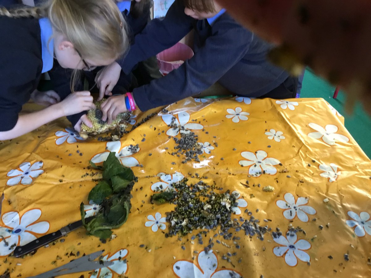 OCMillsNS's tweet photo. We had so much fun in Rang 1-3 dissecting a sunflower #science #pdstscience https://t.co/1uYW3Q4ICA