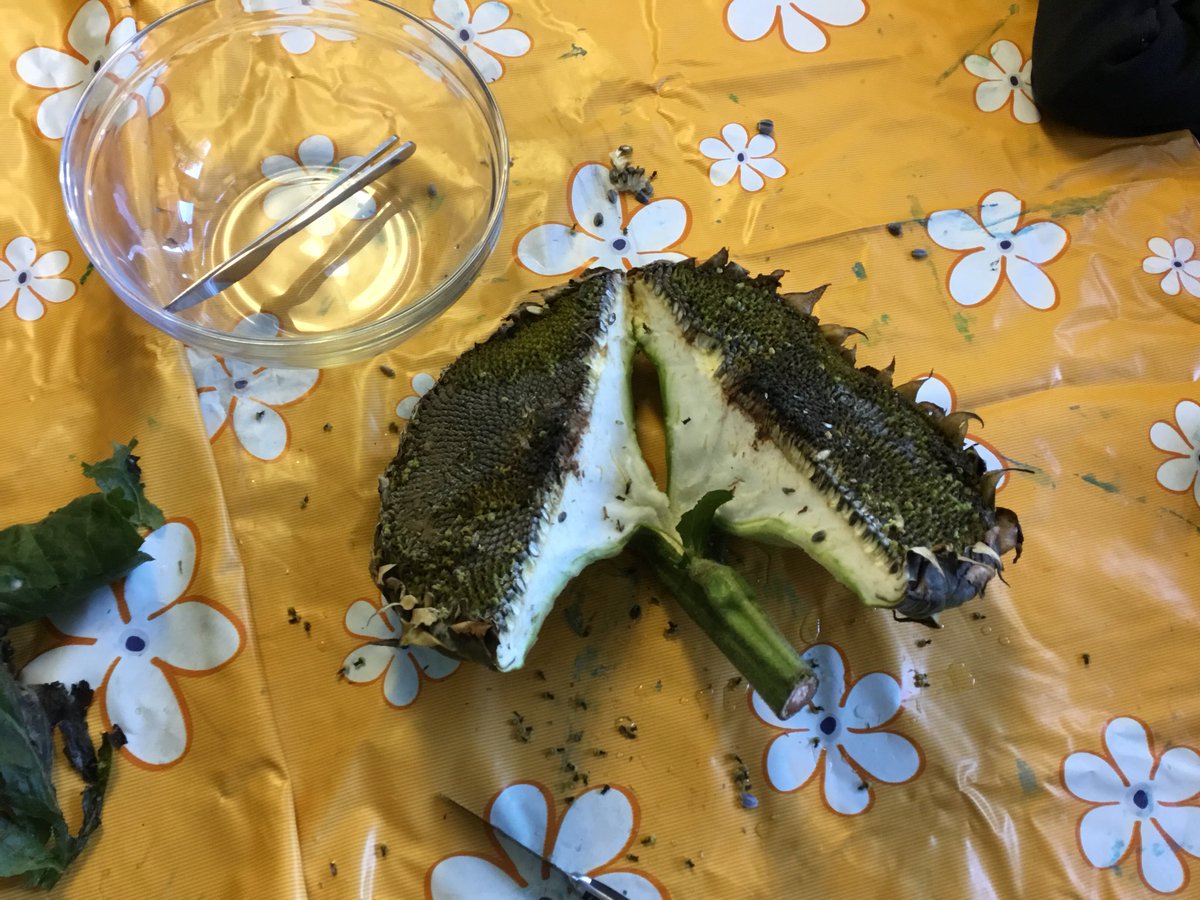 OCMillsNS's tweet photo. We had so much fun in Rang 1-3 dissecting a sunflower #science #pdstscience https://t.co/1uYW3Q4ICA