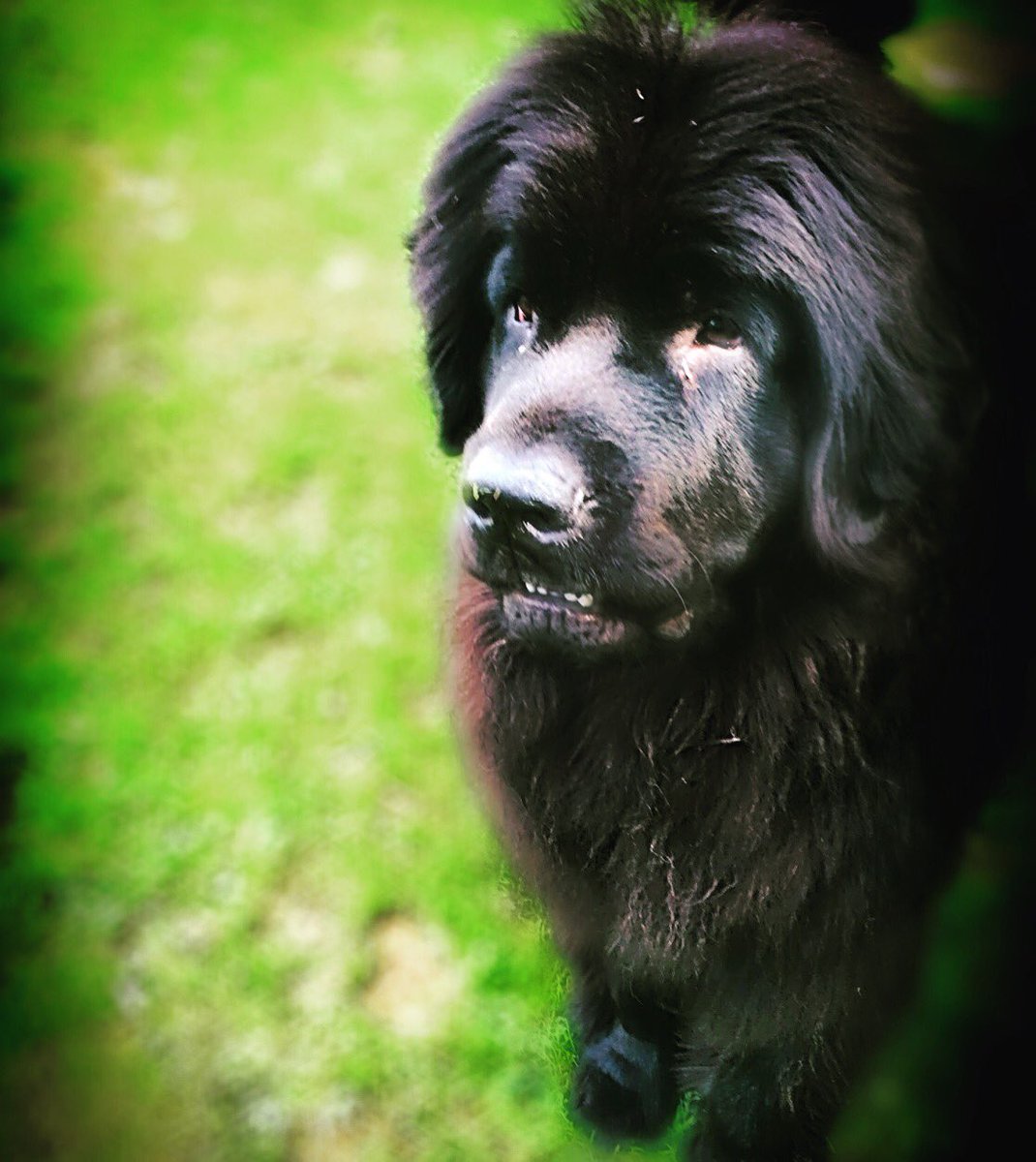 yellowlablover's tweet photo. #tbt #throwbackthursday - Maximo is #lurking- such a #striking boy. I can’t wait till it gets a little cooler so I can go back to taking #outside #photos 

#myboy #dog  #blacknewf #blackbeauty #mybaby #newfy #newfi #newfie #gorgeous #newfoundlanddog  #newf #newffloof #newfies 🖤 https://t.co/2eeq2ZN6oA