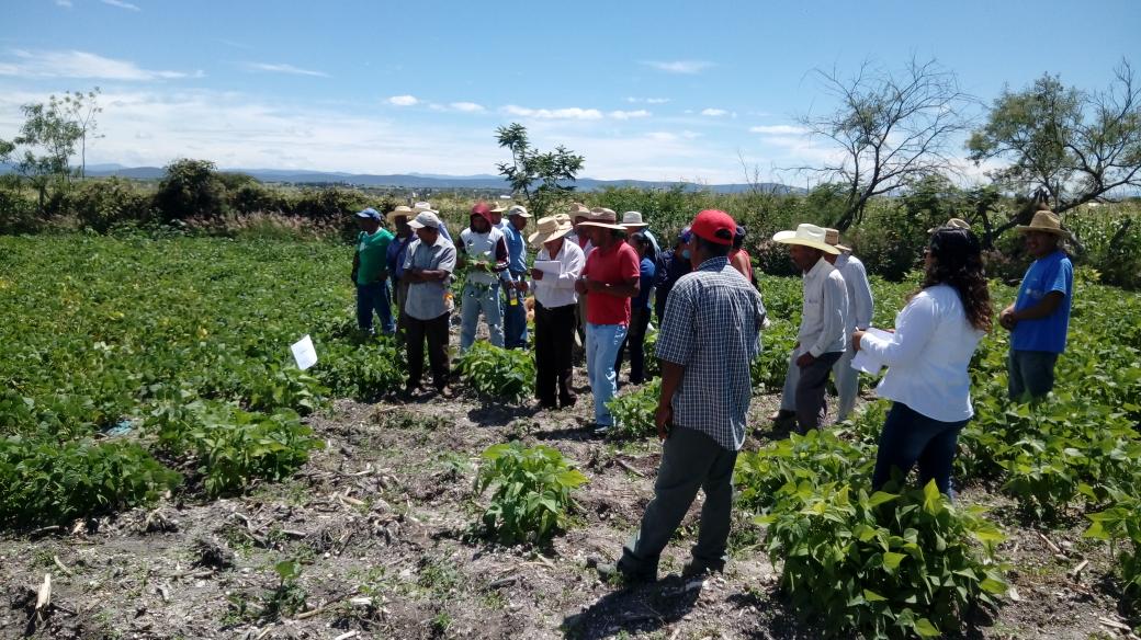IsaacGDC's tweet photo. Siembra de fríjol "Pinto Saltillo" y "Rayado Rojo" como alternativa rentable para rotación de cultivo, con el apoyo de una mecanización inteligente. #AccionesMasAgro que genera el Desarrollo Sustentable con los agricultores de Santa Inés Ahuatempan, Puebla. #YoSiembroAC #HubVAM https://t.co/DyjV7rUYIj