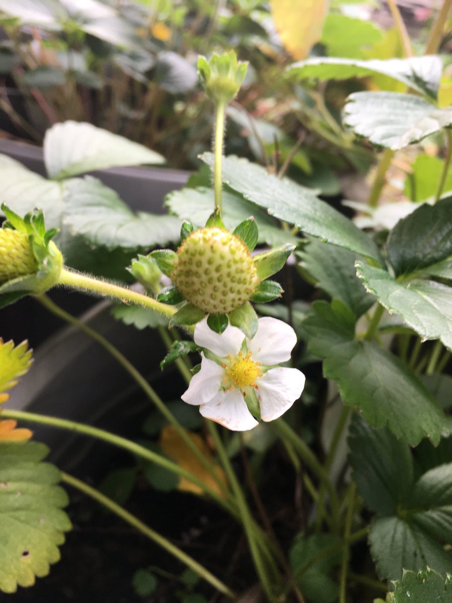 May be the last bloom for my strawberries?