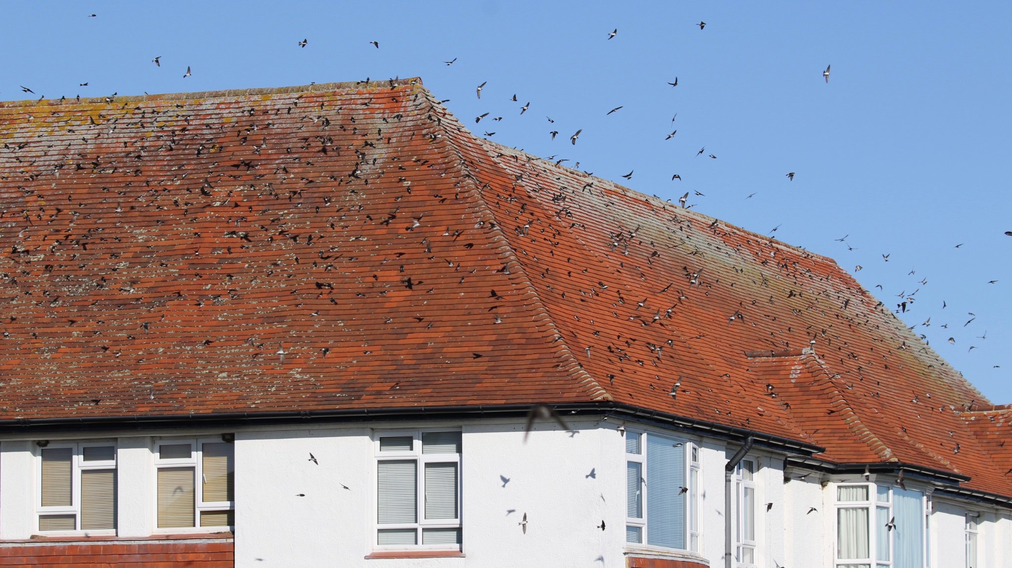 House Martins by A.Lipczynski