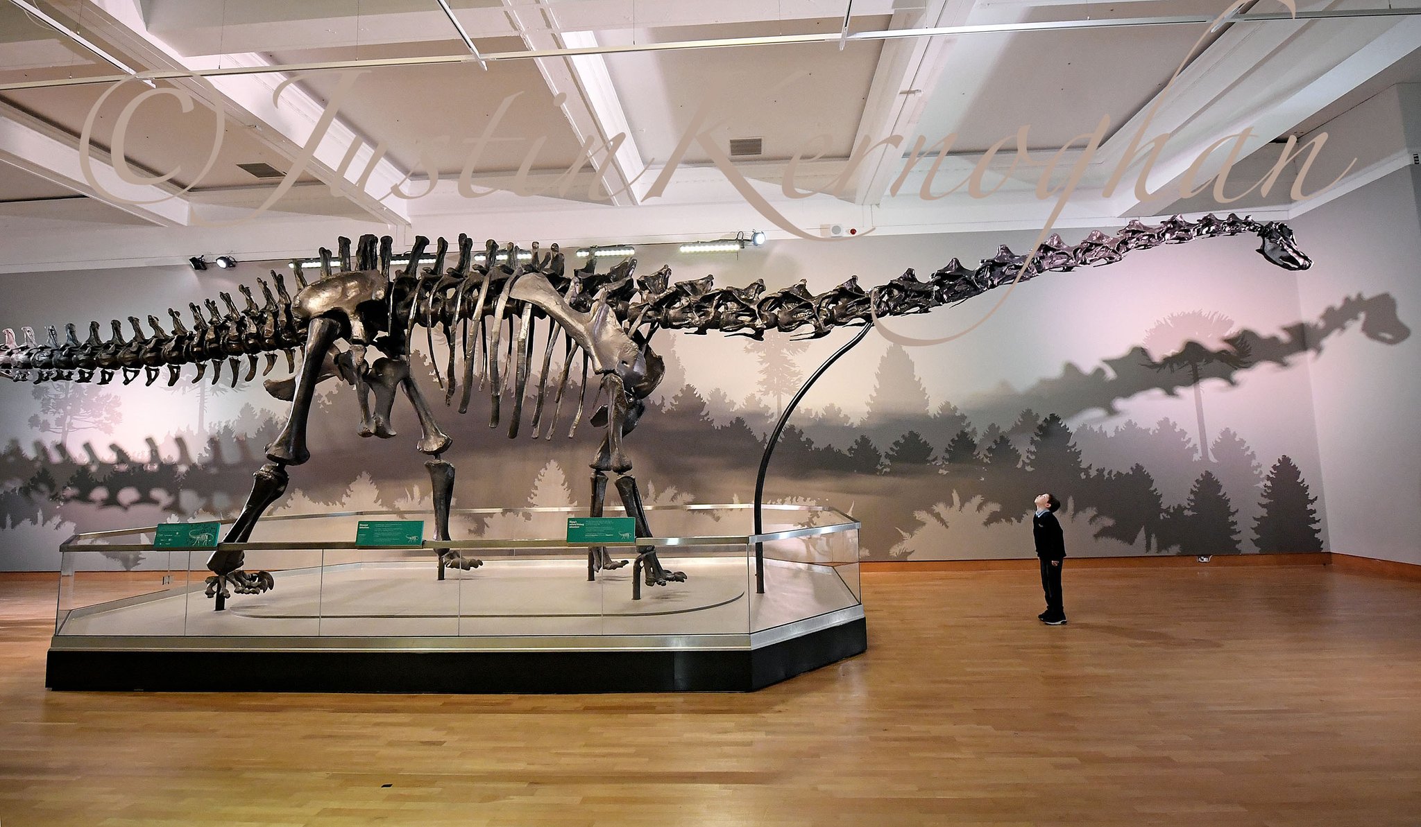 dippy and the dinosaurs
