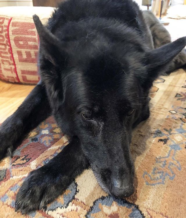 laurajlacy's tweet photo. A pouting, forlorn dog who didn’t get to share my normal breakfast of apples and PB today. Since we were celebrating Paul’s 35th BIRTHDAY with special breakfast pastries. Sorry Sadie. And Happy Paul’s Birthday everyone! https://t.co/efI4JwLjoi https://t.co/koybheCLnc