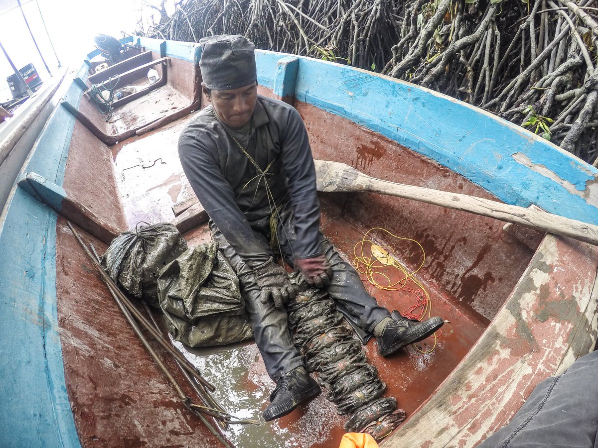GEFBFP's tweet photo. Ecuador’s mangroves have fostered a culture around crab
https://t.co/eXgF7ablPn
@GRIDArendal @ConservationOrg @theGEF @UNEnvironment
#mangroves #culturalvalues #ecosystemservices #coastalcommunities #blueforests #blueforestsproject
📷 Credits: Daniela Hill CC BY Flickr 2.0 https://t.co/yMaZFAR18w