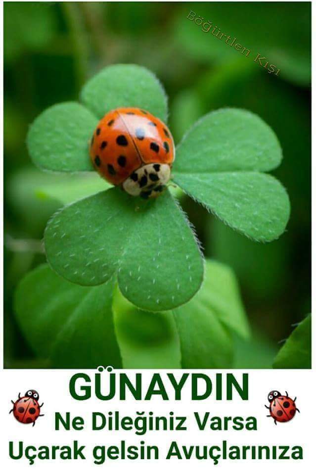 Evli çift kocaeli (@evliiftstanbul1) on Twitter photo 