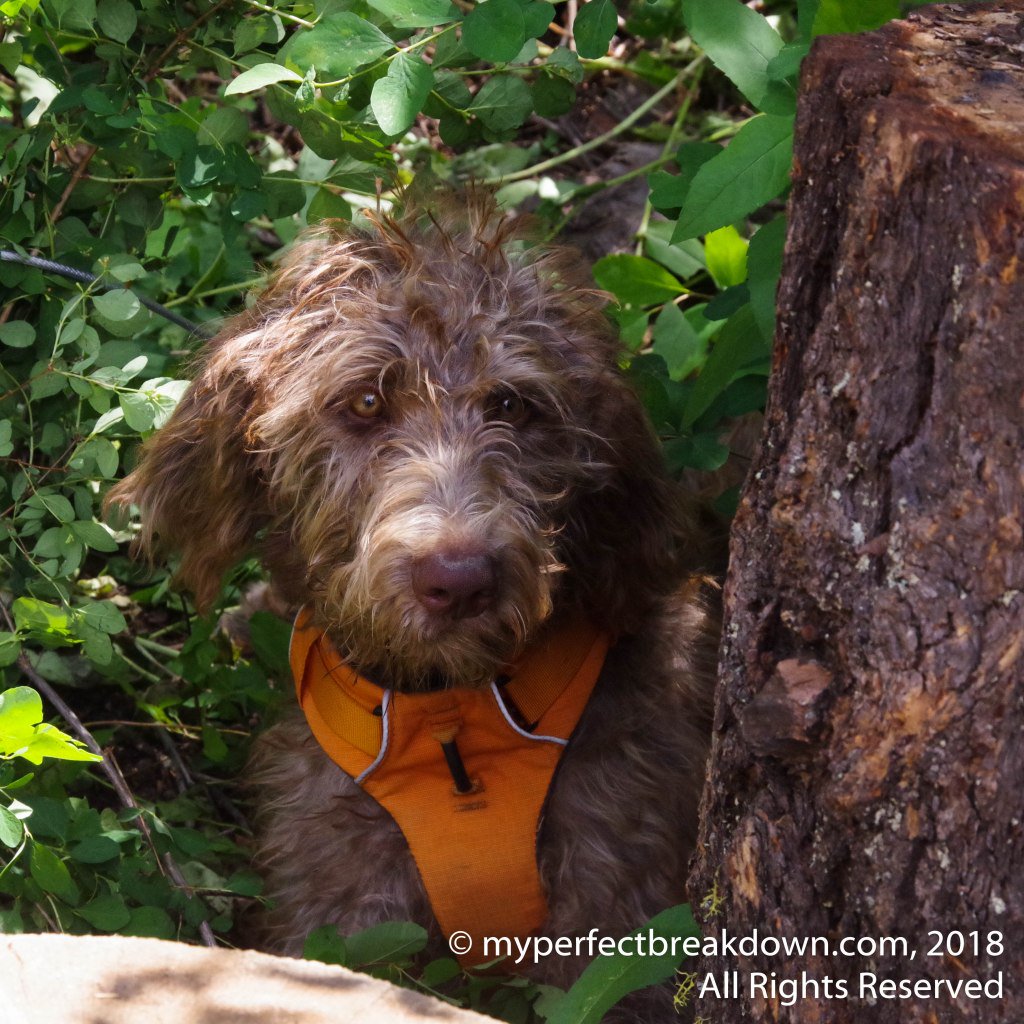 Cathartic Release (AKA I Called a New Dog Trainer) myperfectbreakdown.com/2018/09/27/cat…