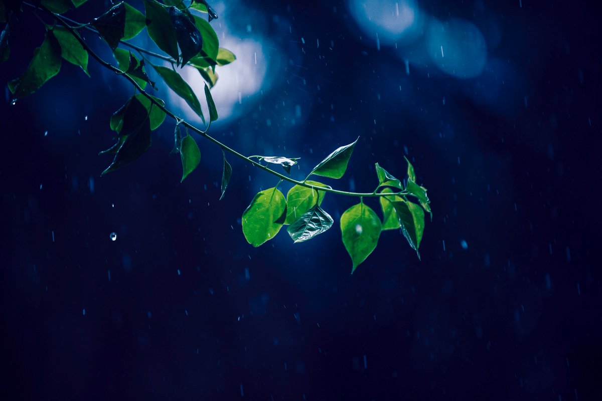 正しきが負けてそぼふるつゆ時雨　濡る葉の遠に侘び聞こゆ夜

秘未歌