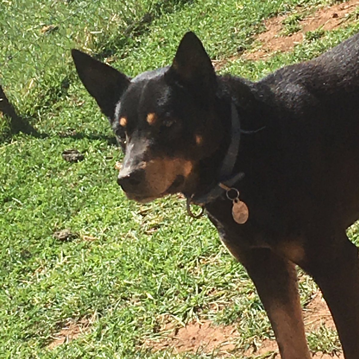 自分ちの犬はなつかないけど人んちの犬には大人気
