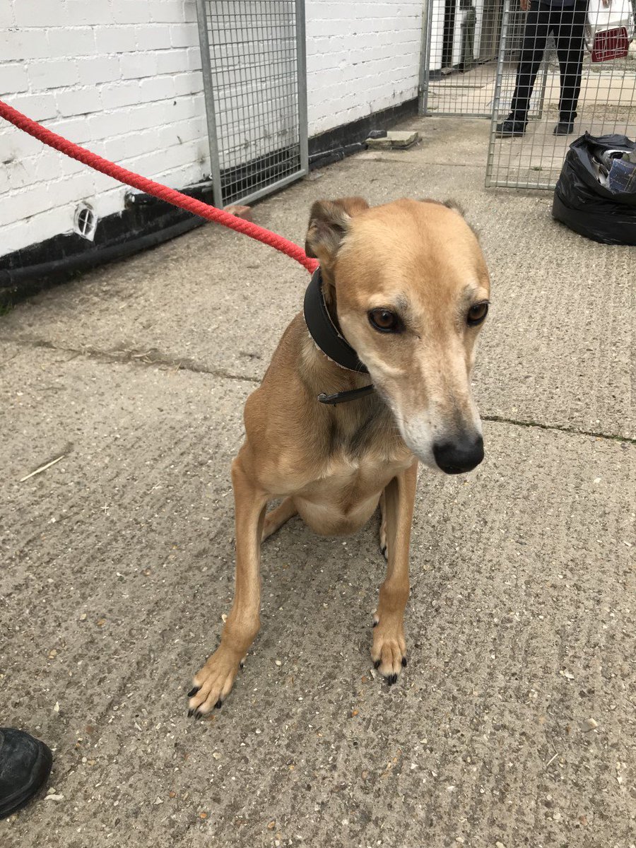 So as part of our mascot week here <a href="/JoulesLincoln/">JoulesOfLincoln</a> we are also trying to help some unfortunate pups, here's Bob he is a 5 year oldLurcher who was left for dead by hare coursers. He too is looking for a home. <a href="/RSPCA_LincsMid/">RSPCA Lincs Mid</a> for more info #JoulesCharityWeek #JoulesLincoln
