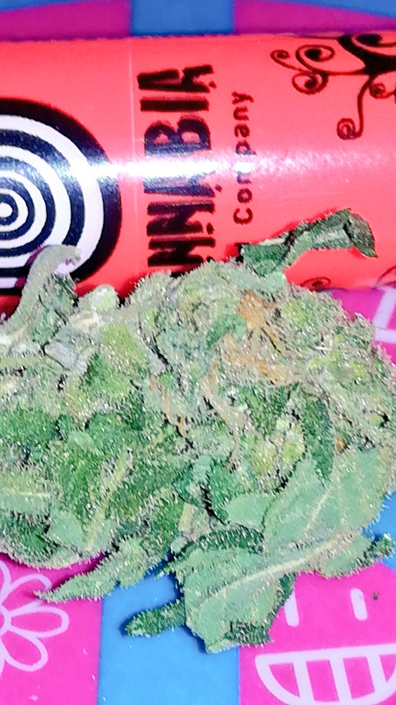 Mareaverdelibre's tweet photo. @AdrycManellson @GreenbudSeeds @GeaSeeds @MavericksSeeds @INMAQ16 @HempCropEs @ChanelPalenzue3 @barbatesa @TricomitoS @Roxeles @Apez140 @OrganicRubio @Sebaccf REEECIBIDOS!!!!๐โโ๏ธY ALLร VAN MIS MEJORES DESEOS PARA VOSOTR@S!!๐ค๐โจ๐โฎ๏ธ๐Y A TODA LA KERIDA Y UNIDA #WEEDFAMILY ๐๐ค๐๐ค๐
Con un cogollito de #BLeeAuto de @KannabiaSeeds,q me voy a vapear X tod@s ustedes!๐๐จ๐APARECIร EL MECHERITO!!๐
#AdrycManellsonTesterTeam ๐ฑ๐คโฎ๏ธ https://t.co/BV0tPWvtzU