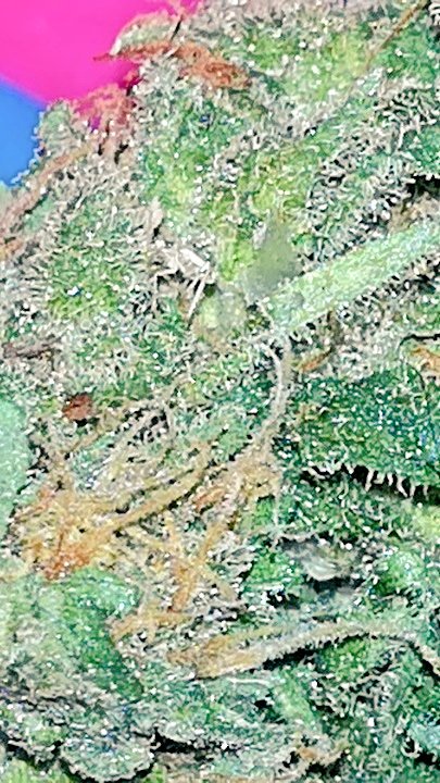 Mareaverdelibre's tweet photo. @AdrycManellson @GreenbudSeeds @GeaSeeds @MavericksSeeds @INMAQ16 @HempCropEs @ChanelPalenzue3 @barbatesa @TricomitoS @Roxeles @Apez140 @OrganicRubio @Sebaccf REEECIBIDOS!!!!๐โโ๏ธY ALLร VAN MIS MEJORES DESEOS PARA VOSOTR@S!!๐ค๐โจ๐โฎ๏ธ๐Y A TODA LA KERIDA Y UNIDA #WEEDFAMILY ๐๐ค๐๐ค๐
Con un cogollito de #BLeeAuto de @KannabiaSeeds,q me voy a vapear X tod@s ustedes!๐๐จ๐APARECIร EL MECHERITO!!๐
#AdrycManellsonTesterTeam ๐ฑ๐คโฎ๏ธ https://t.co/BV0tPWvtzU