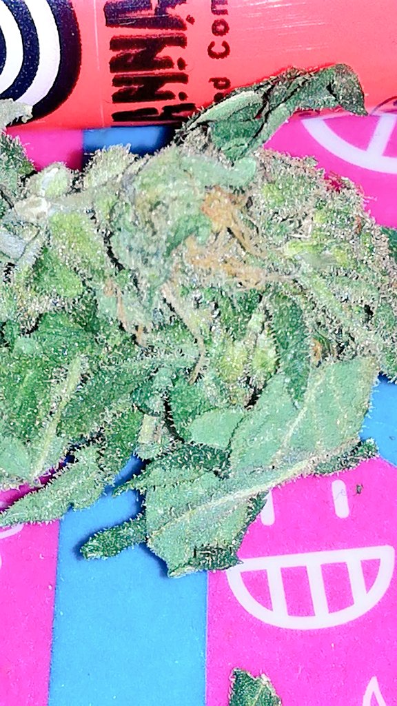 Mareaverdelibre's tweet photo. @AdrycManellson @GreenbudSeeds @GeaSeeds @MavericksSeeds @INMAQ16 @HempCropEs @ChanelPalenzue3 @barbatesa @TricomitoS @Roxeles @Apez140 @OrganicRubio @Sebaccf REEECIBIDOS!!!!๐โโ๏ธY ALLร VAN MIS MEJORES DESEOS PARA VOSOTR@S!!๐ค๐โจ๐โฎ๏ธ๐Y A TODA LA KERIDA Y UNIDA #WEEDFAMILY ๐๐ค๐๐ค๐
Con un cogollito de #BLeeAuto de @KannabiaSeeds,q me voy a vapear X tod@s ustedes!๐๐จ๐APARECIร EL MECHERITO!!๐
#AdrycManellsonTesterTeam ๐ฑ๐คโฎ๏ธ https://t.co/BV0tPWvtzU