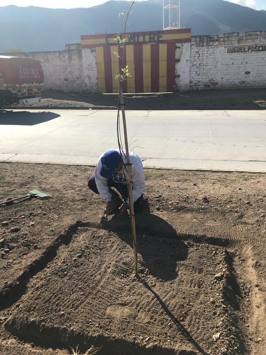 gastonggalindez's tweet photo. 👉#Ahora✔plantamos🌳🌳🌳 🌳 40 Tipas🌳 en av Venezuela Villa Mitre #ZonaEate lindos Ejemplares de buen porte 🍃 #ArboladoUrbano #SeguimosPlatando #Arbol @MuniSalta @PrensaSalta @AmbienteMuni @GustavoSaenzOK @aguayjuv_ar @amigos_arbol https://t.co/3ntbXhMqno