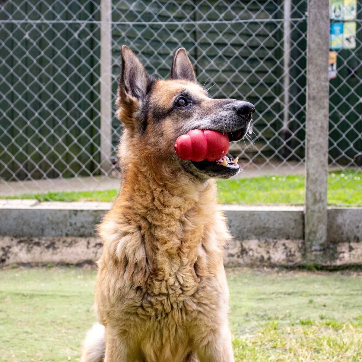 So as part of our mascot week here <a href="/JoulesLincoln/">JoulesOfLincoln</a> we are also trying to help some unfortunate pups, Meet Ajax a 10 year old German Shepherd. He needs a retirement home! <a href="/RSPCA_LincsMid/">RSPCA Lincs Mid</a> for more info #JoulesCharityWeek #JoulesLincoln