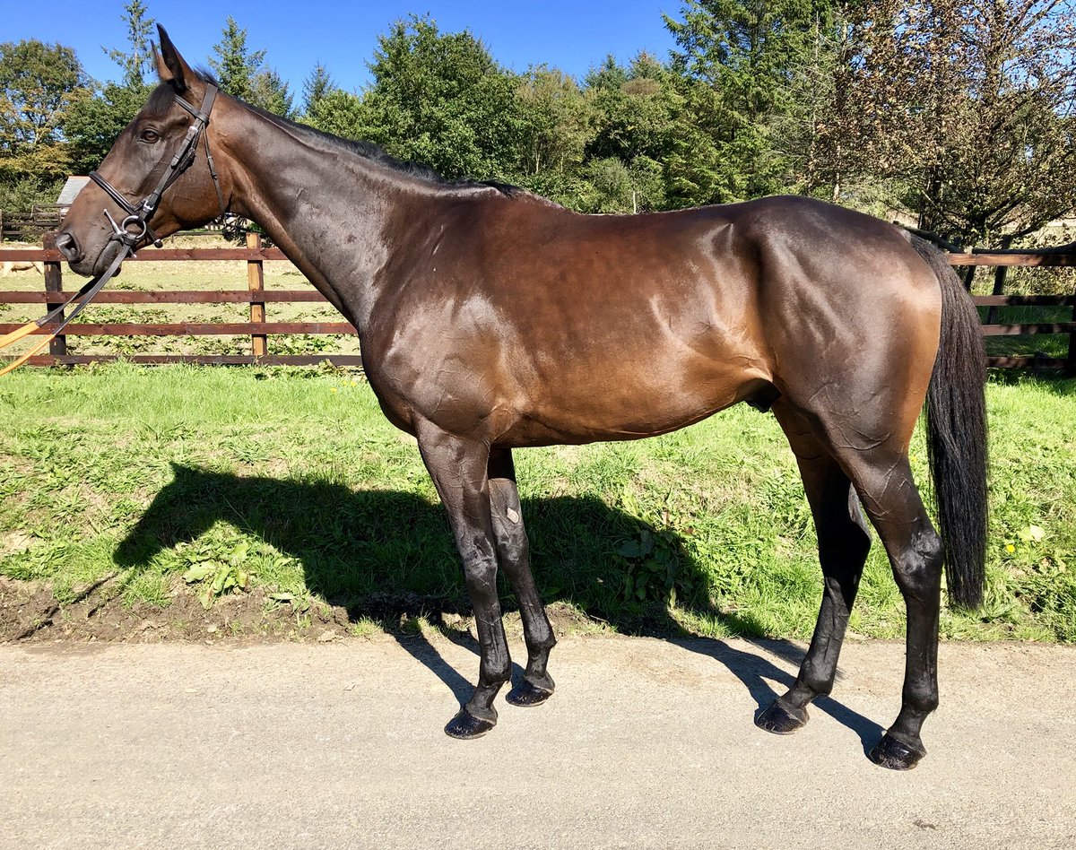 k_woollacott's tweet photo. This horse is our 🌍❤️🤩 #Lalor https://t.co/1dc9lCx9II