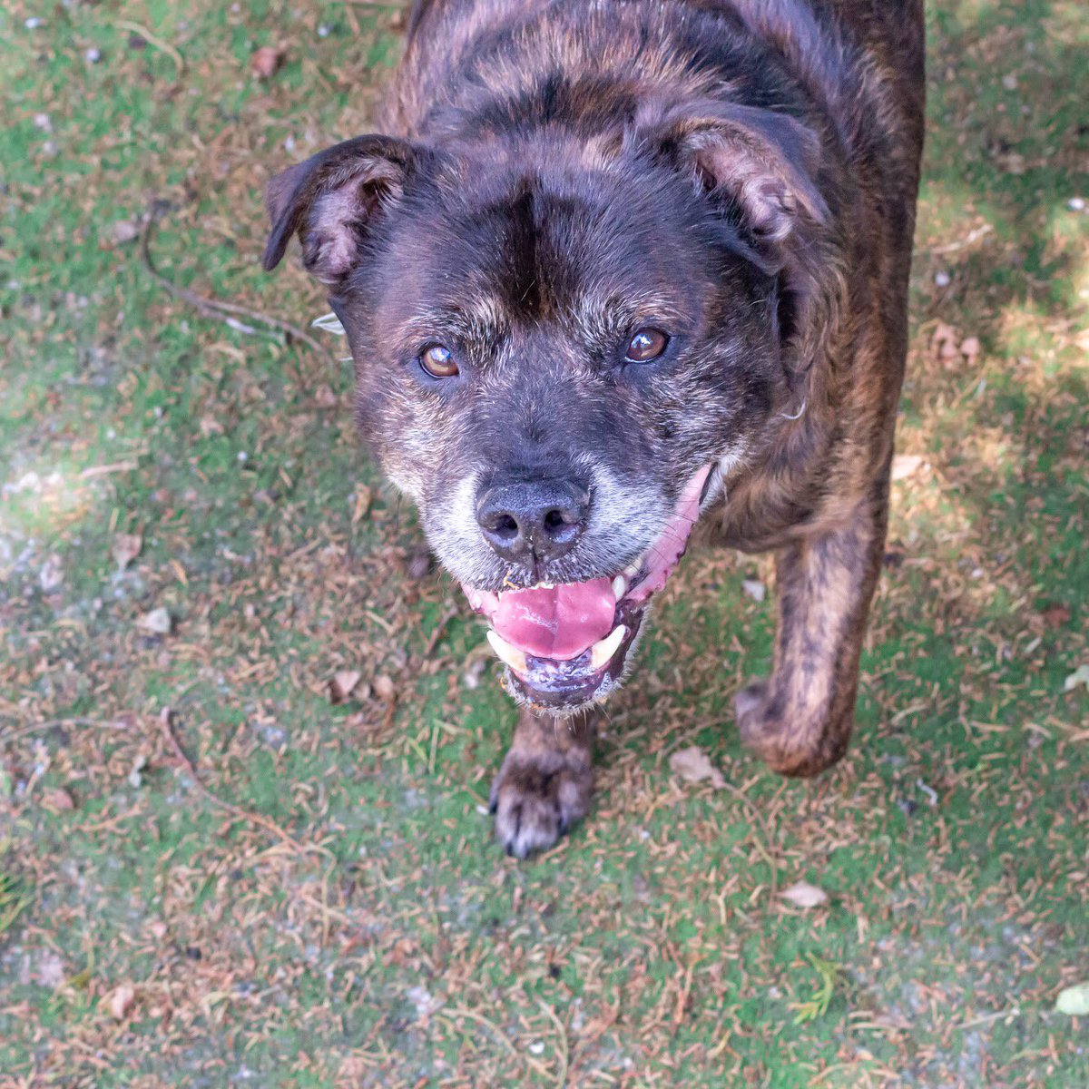 So as part of our mascot week here <a href="/JoulesLincoln/">JoulesOfLincoln</a> we are also trying to help some unfortunate pups, here's Denzel, he is an 8 year old
Rottie X and he is lovely. <a href="/RSPCA_LincsMid/">RSPCA Lincs Mid</a> for more info #JoulesCharityWeek #JoulesLincoln