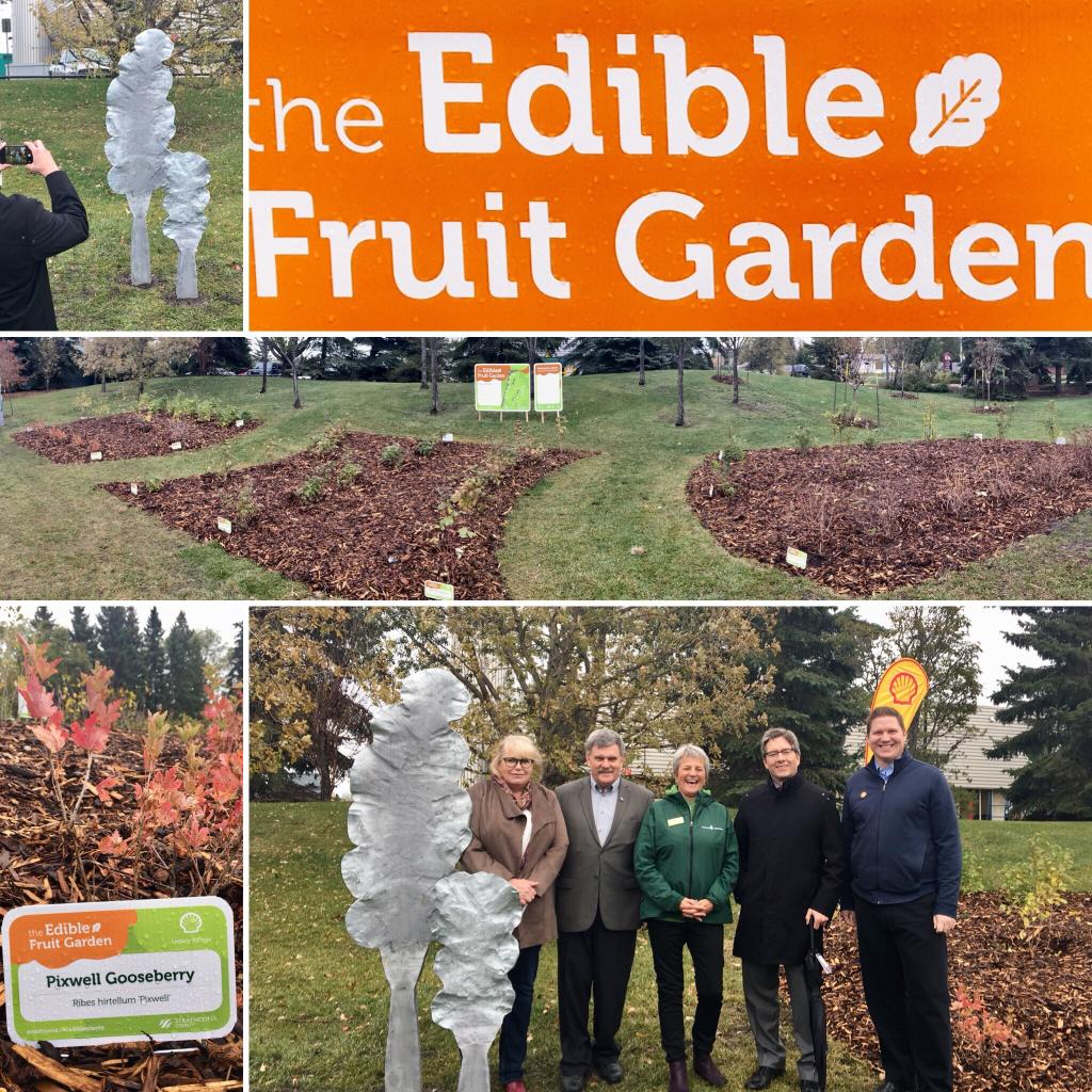 ShellScotford's tweet photo. We unveiled yesterday along with @strathcocounty, @treecanada &amp; @cibcef an edible fruit garden and a new public art sculpture, called “Together,” in Broadmoor Lake Park. Both commemorate this week’s Communities In Bloom Symposium hosted by the county. #strathcoblooms #shpk https://t.co/UaOYCUkHPO