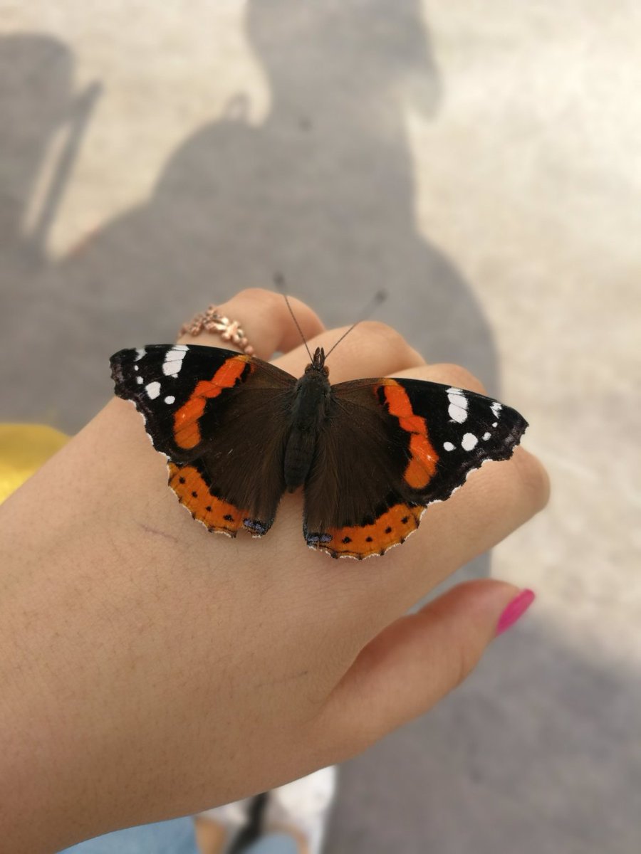 Nova mihriefsun.wordpress.com/2018/09/27/nov…