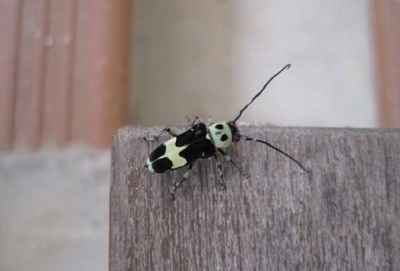 pdxpython's tweet image. Critters rule tonight at Monthly Presentation Night!
Come on down to @newrelic for talks on Beetle and Pandas - more details here: meetup.com/pdxpython/even… #python #positivepython #pdxpython