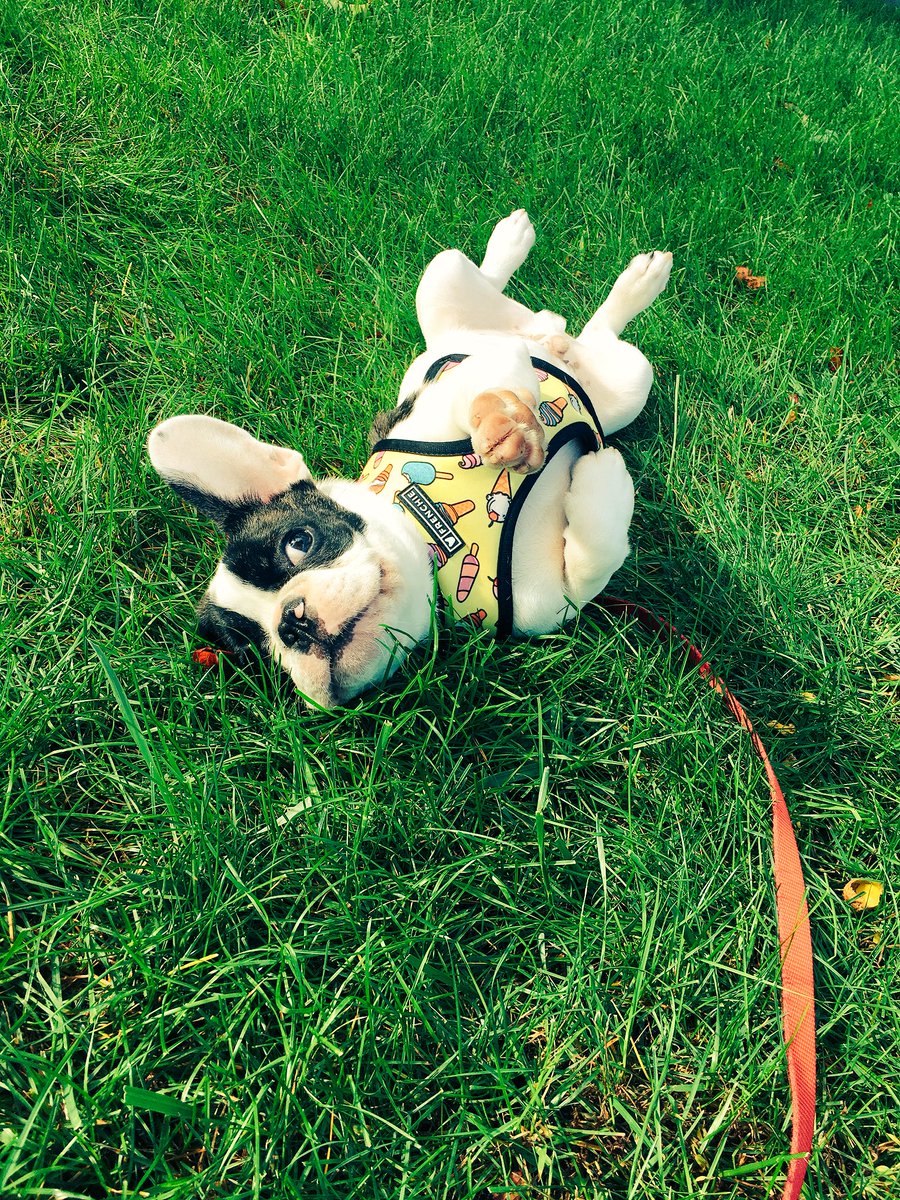 FinleyFrenchie's tweet photo. Having my 10 minute rolling session #foreverlazy #filthyforlife #craziefrenchie https://t.co/8BDti4tZUJ