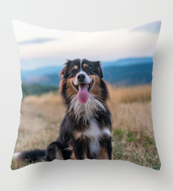 dogandpuplovers's tweet photo. Australian Sheep Dog wall art, pillows, cases, and more: https://t.co/kP8DnOUoyP

#dogs #sheepdog https://t.co/YuYAS1sN54