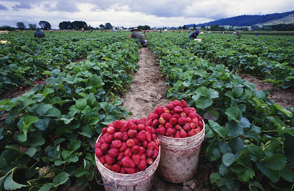 Agriculturers's tweet photo. ¿Por qué las fresas tienen las semillas por el exterior?https://t.co/7cCorDiLaa https://t.co/5JVcYMzIMK