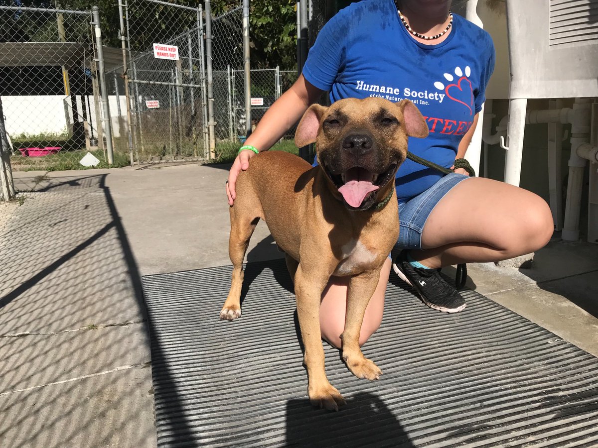 This is Melvin spending some fun in the sun with a volunteer this morning. His sweet personality will make a great addition to any home. Come down today at 11am! #adoptdontshop #findyourfido #animalshelter #animalrescue #animallovers #adoption #DogsofTwittter