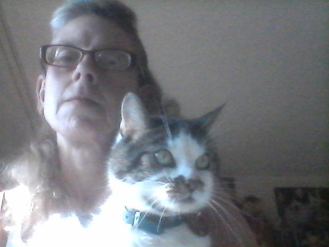 marillion13's tweet photo. @ColeTheBlackCat Gizzy (14), Angel Sisi (would´ve turned 16 in April, crossed the bridge on 1/5/18) & Thori (11), #RememberMeThursday #LightForPets #AdoptDontShop, I´d never go to a breeder, never ever, mine are/Sisi was from private, but all needed to be rehomed urgently!!! 😽😽😽💖💖💖 https://t.co/uIvcmec5PQ