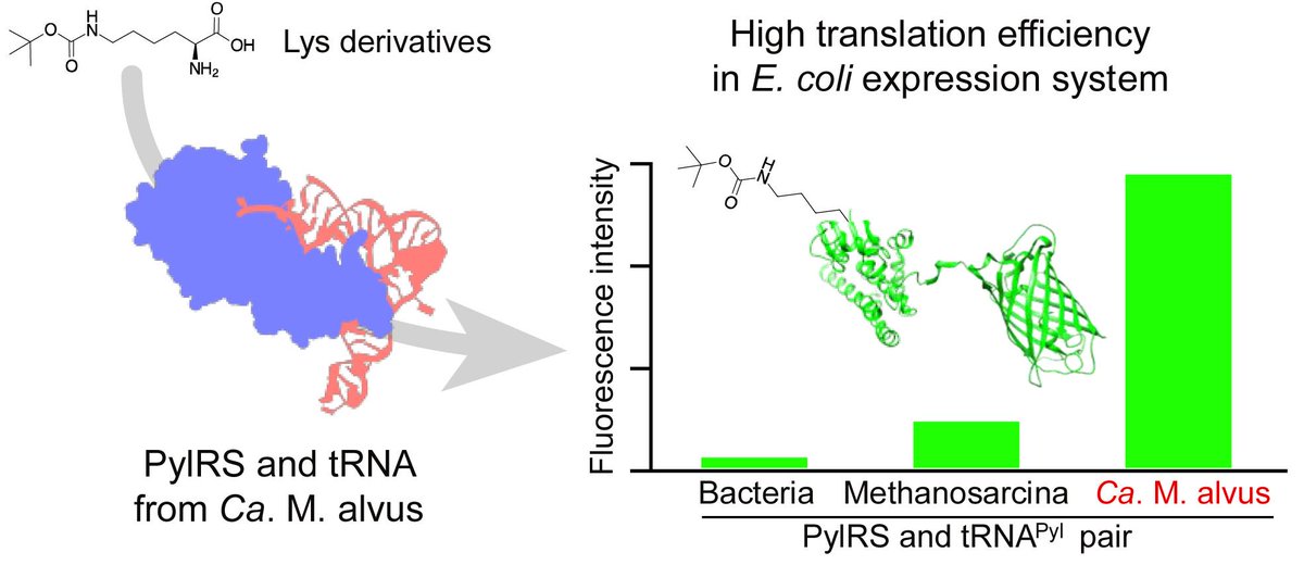 MDPIOpenAccess's tweet image. Pyrrolysyl-tRNA Synthetase with a Unique Architecture Enhances the Availability of Lysine Derivatives in Synthetic Genetic Codes sci.fo/5iu #GeneticCodeExpansion #Archaea #ProteinEngineering @Molecules_MDPI