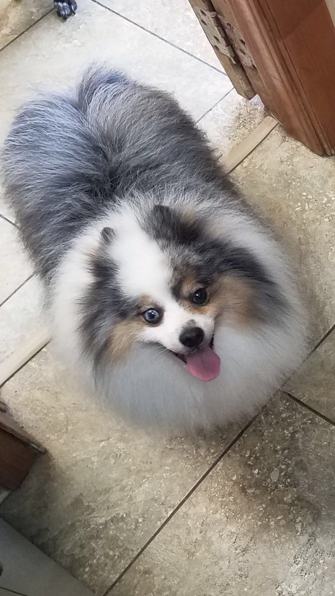 State Line Animal Hospital tweet media