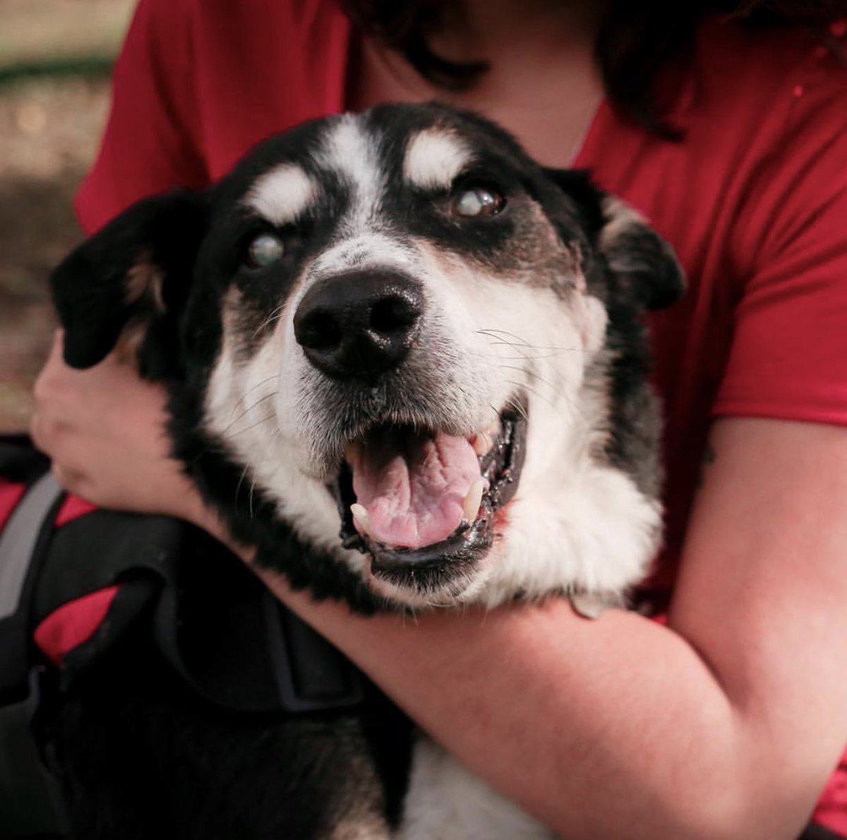 State Line Animal Hospital tweet media